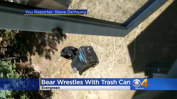 bear trash evergreen 