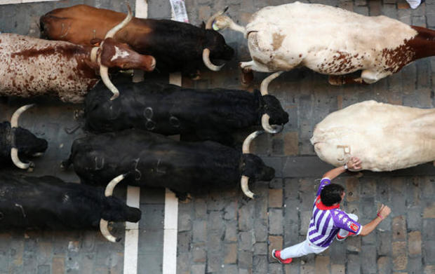 A reveller sprints along a pack of bulls and steers during the fourth running of the bulls of the San Fermin festival in Pamplona 