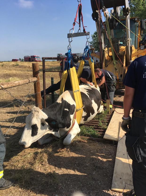 cow rescue 5 weld county sheriff 