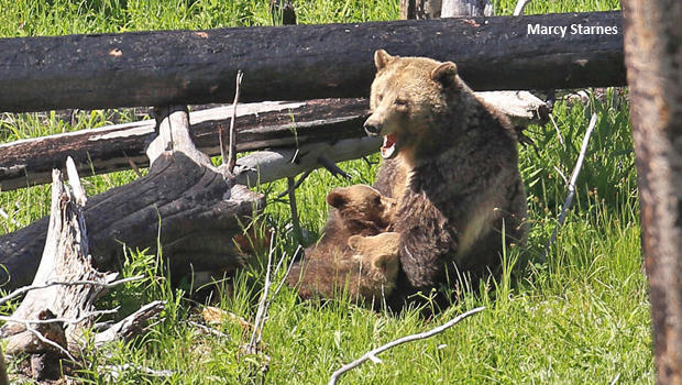 grizzly-bears-raspberry-nursing-marcy-starnes-620.jpg 