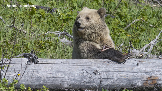 grizzly-bears-snow-behind-log-with-elk-leg-verne-lehmberg-620.jpg 