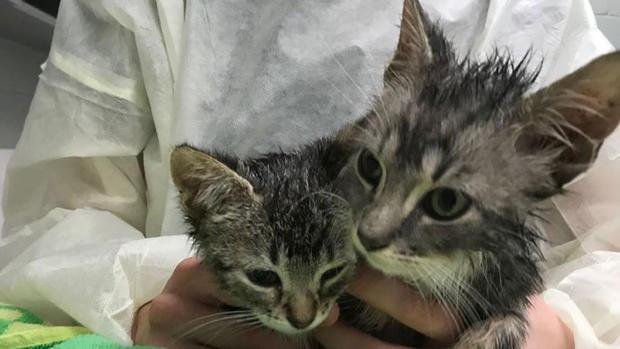 Fall River animal cruelty cats survived 