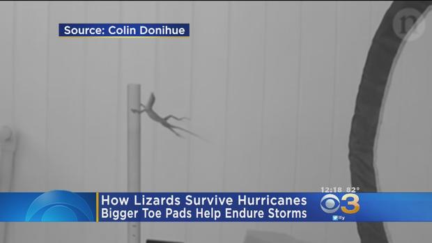 Researchers Use Leaf Blower To See How Lizards Endure Storms 