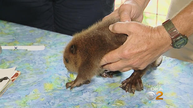 pittsburgh zoo beaver kit baby 