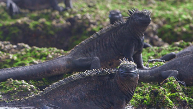 galapagos-islands-marine-iguanas-620.jpg 