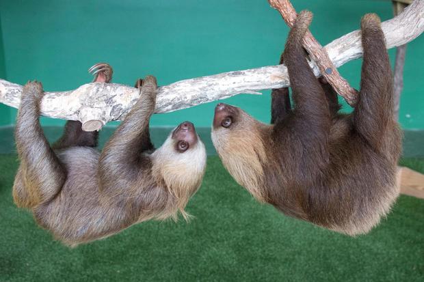 Sloths 