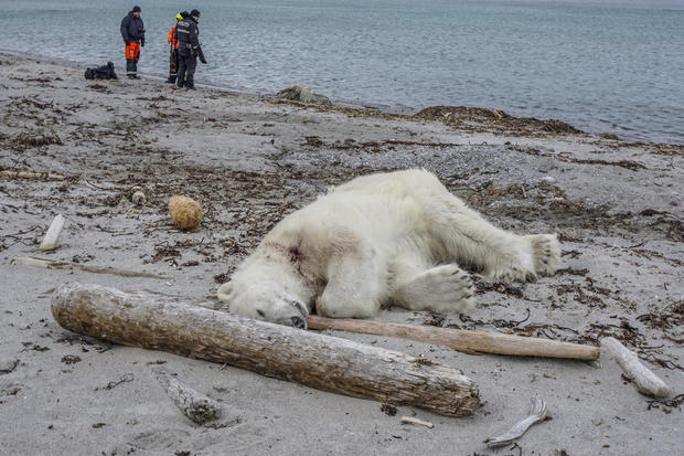 Norway-Polar Bear Attack 