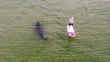 shark2.png 