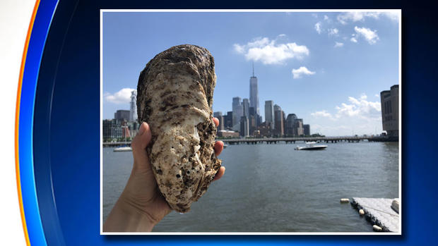 Huge Oyster Found In Hudson River 