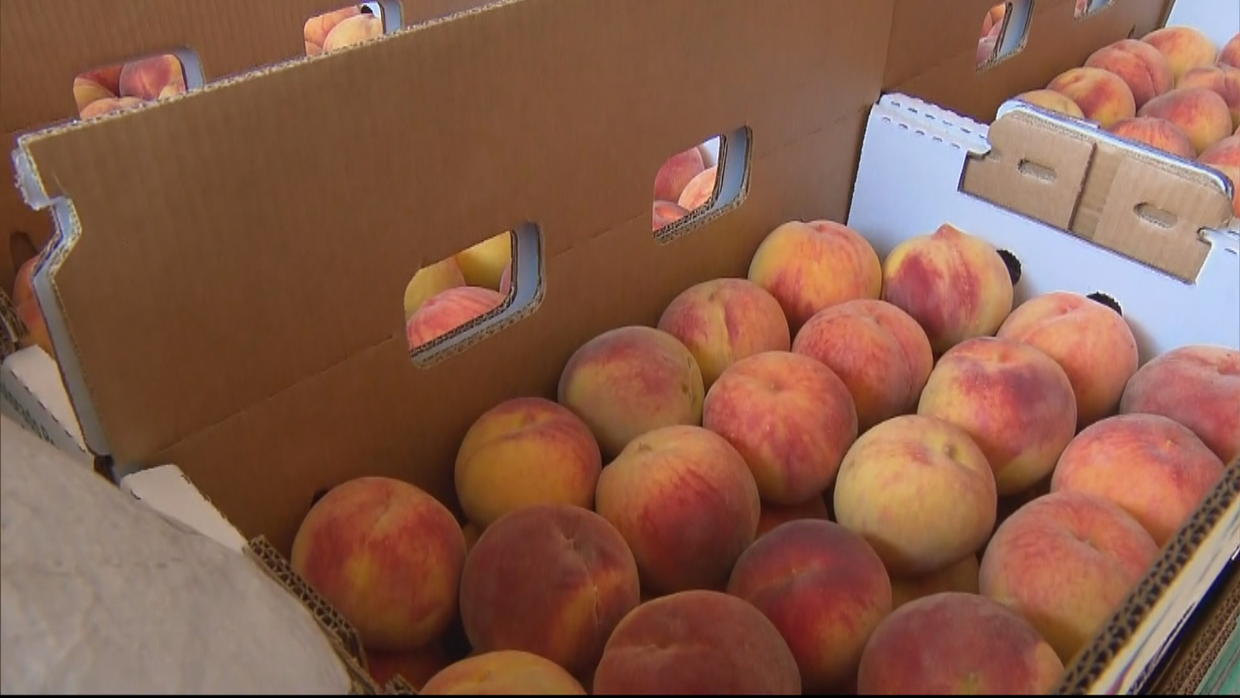 Department Of Agriculture Estimates 95 Of Colorado Peach Crop Lost In