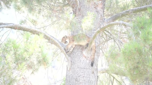 Mountain Lion Cub Roams Pacific Palisades Neighborhood 