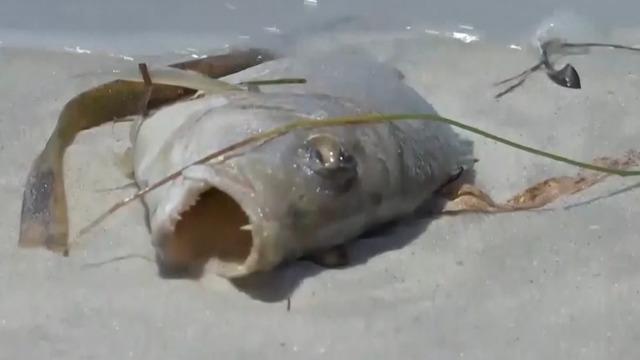 cbsn-fusion-red-tide-algae-bloom-killing-marine-life-off-florida-coast-thumbnail-1627188-640x360.jpg 
