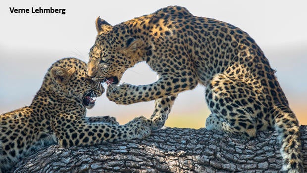 leopard-cubs-play-2-verne-lehmberg-620.jpg 