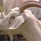 From 1999: Goats as lawn mowers