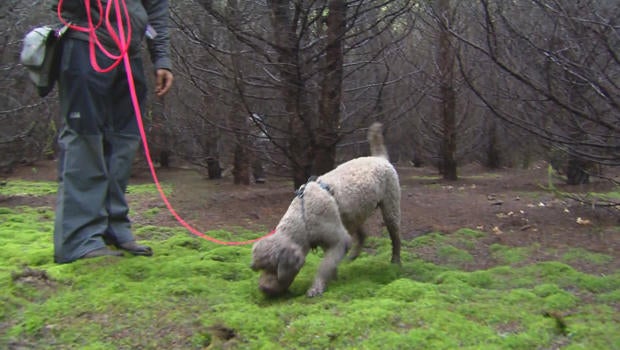 On the hunt with trufflesniffing dogs CBS News