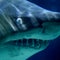 Russian man killed in rare shark attack off Egypt's Red Sea coast