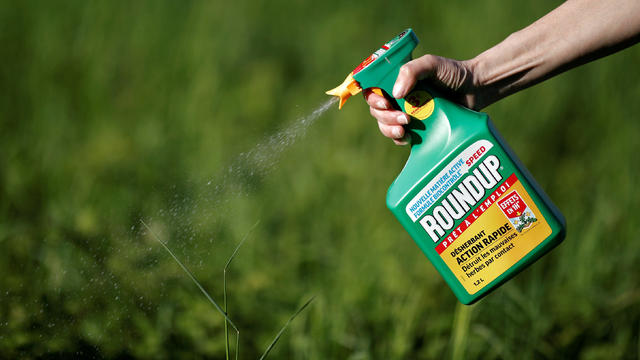 FILE PHOTO:    A woman uses a Monsanto's Roundup weedkiller spray without glyphosate in a garden in Ercuis near Paris 