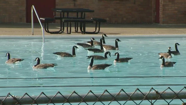 pittsburgh sue murray pool geese 