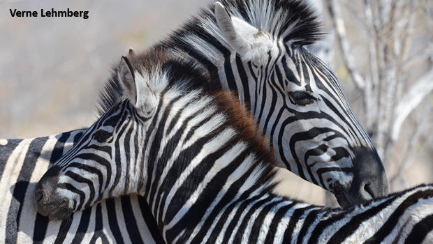 zebra-mom-and-colt-kruger-national-park-verne-lehmberg-620.jpg 