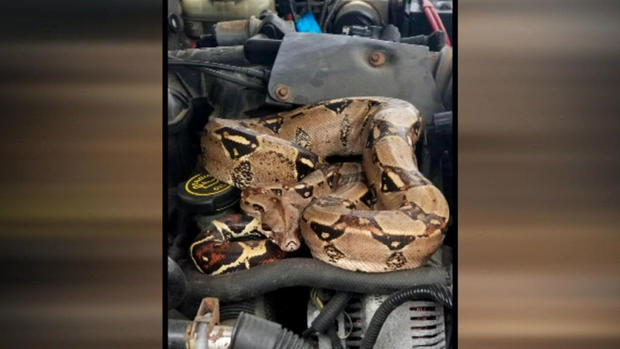 Stoughton driver finds boa constrictor under truck hood 