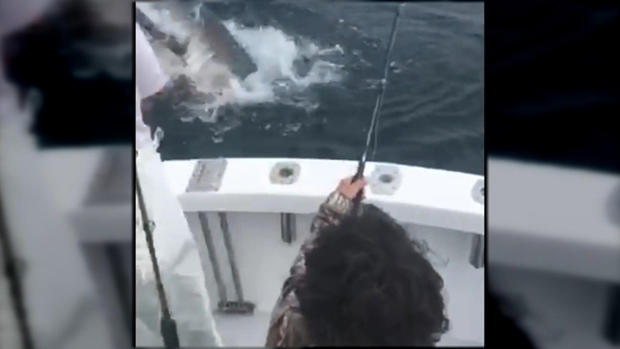 shark fishing line video 