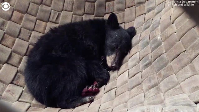 bear-rescued-1636240-640x360.jpg 