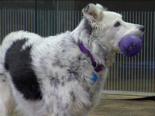 DEMO-SITE - Border Collie - Out of This World Toys - Specialty Toys Network  Demo Site