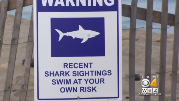 shark4.png 