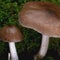 Is LSD a wonder drug for mental health?
