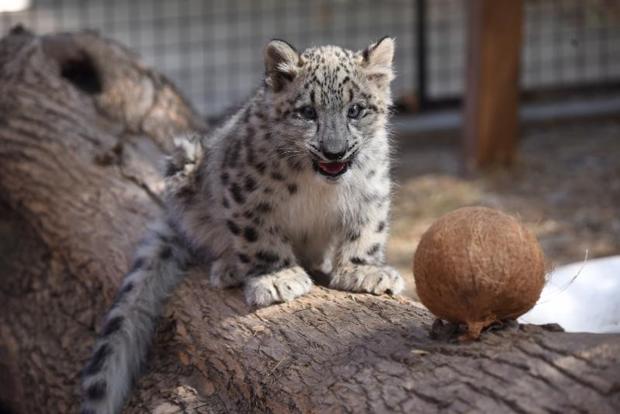 Coconut Snow Leopard - Sacramento Zoo 