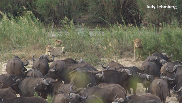 judy-lehmberg-sabie-river-lions-and-buffalo-who-is-attacking-whom-620.jpg 