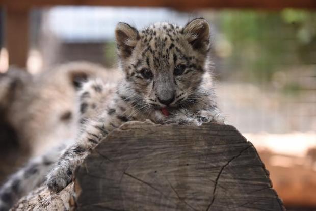 Coconut Snow Leopard 5 - Sacramento Zoo 