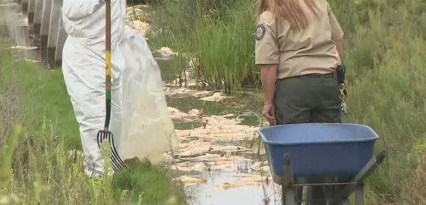 Hundreds Of Dead Fish Wash Up In Malibu Lagoon 