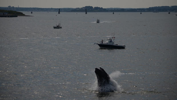 whale-boston-harbor 