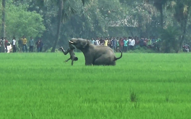 INDIA-ANIMAL-ELEPHANT 
