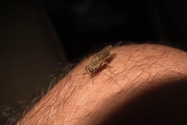Greenhead flies: The bug that just won't die - The Boston Globe