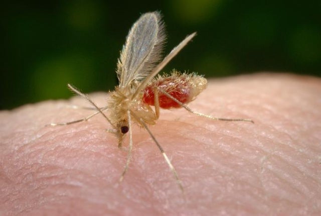 sandfly-cdc.jpg 