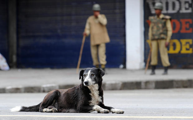 A dog lies on the street as Indian param 