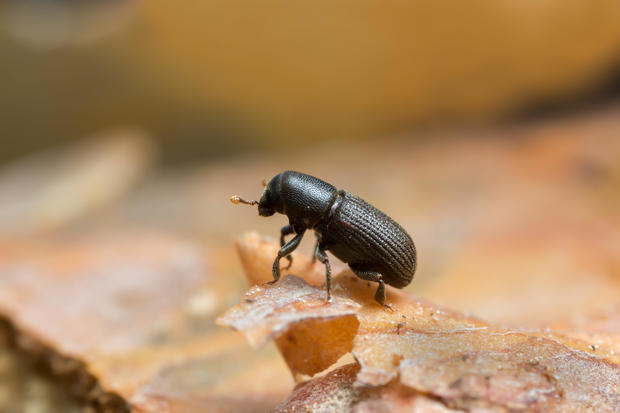 Hylastes bark beetle on wood 