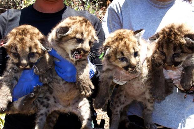 4 mountain lion kittens 