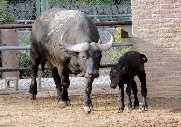 denver zoo baby cape buffalo 2 
