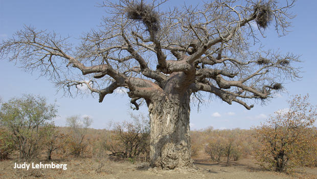 baobab-tree-judy-lehmberg-620.jpg 