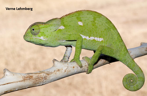 african-chameleon-verne-lehmberg-620.jpg 