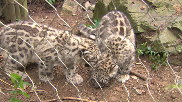 Snow leopard cubs Stone Zoo Stoneham 