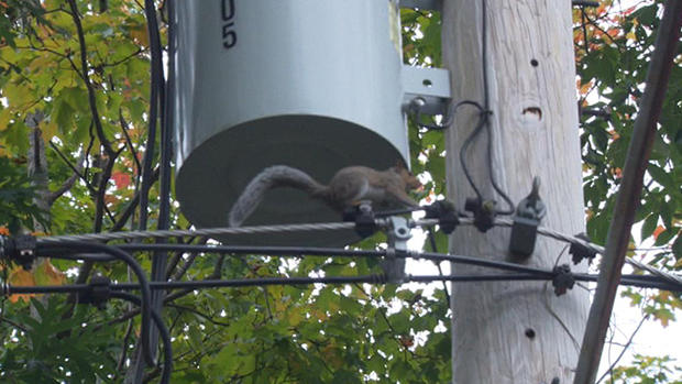 Squirrel power 