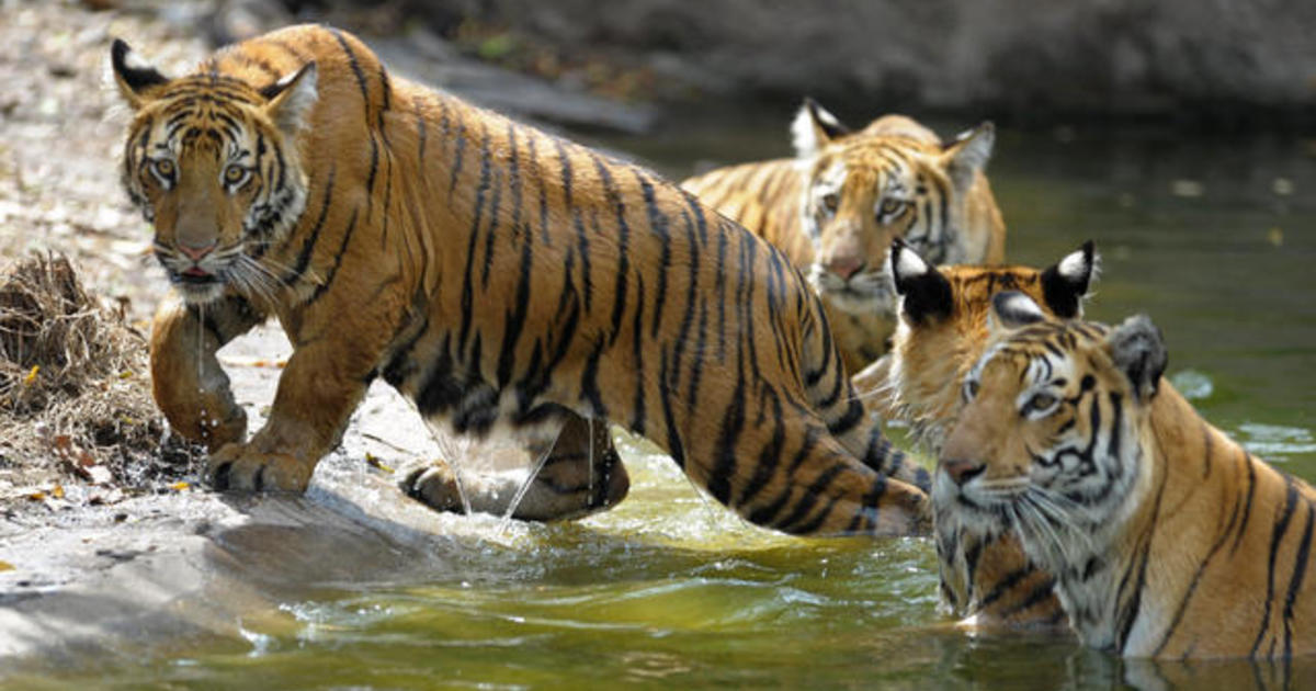 The Hunt For A "man-eating" Tiger In India - CBS News