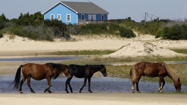 Tropical Weather Wild Horses 