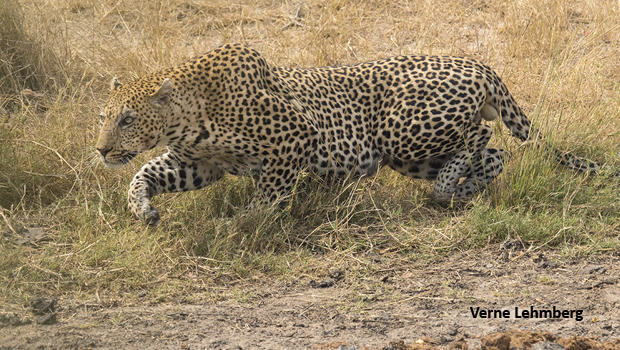 leopard-slinking-off-from-elephant-verne-promo-7279-620.jpg 