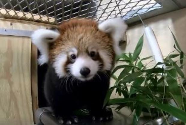 Red-Panda-Cub 