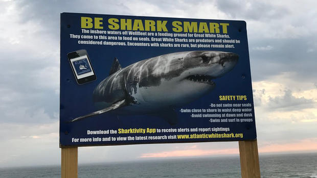 Be Shark Smart Newcomb Hollow 